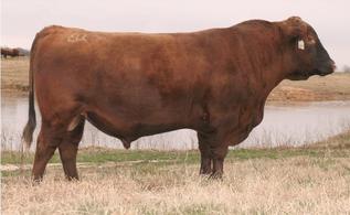 Brown Pacesetter Y7170