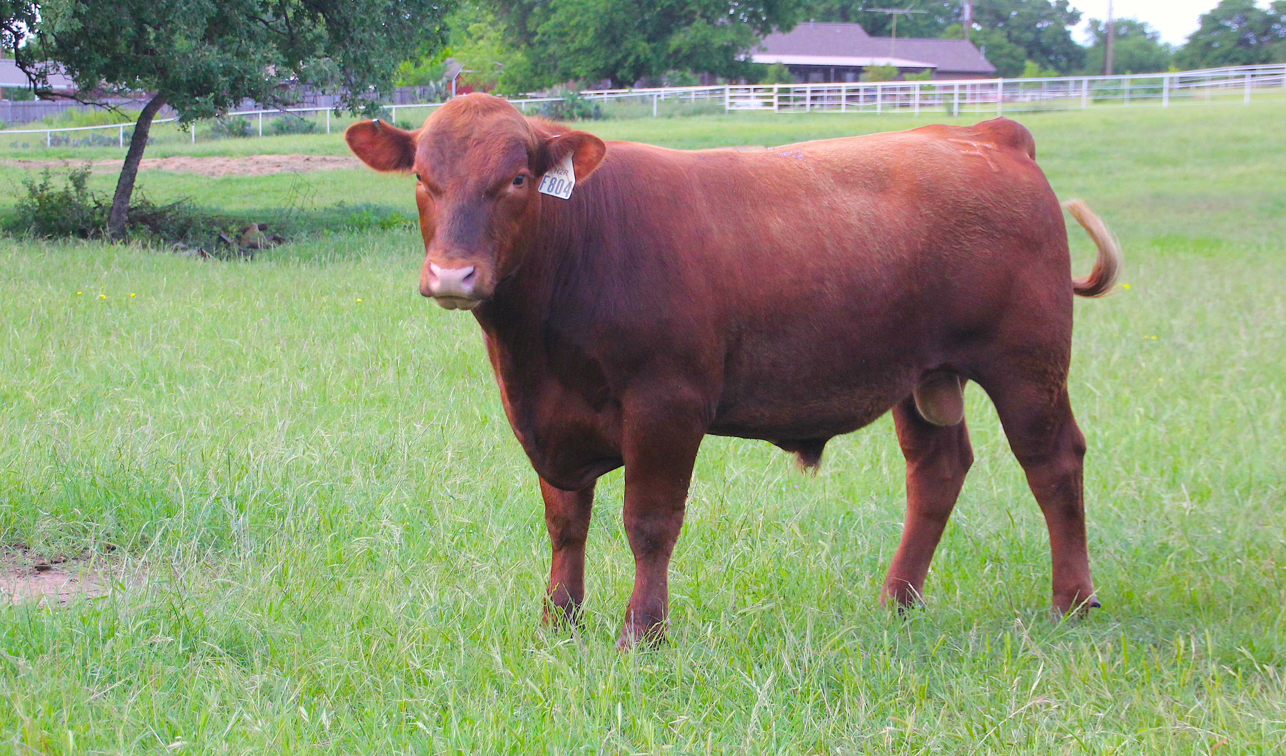 Red Angus Calves For Sale At Fredbmanzanoo Blog