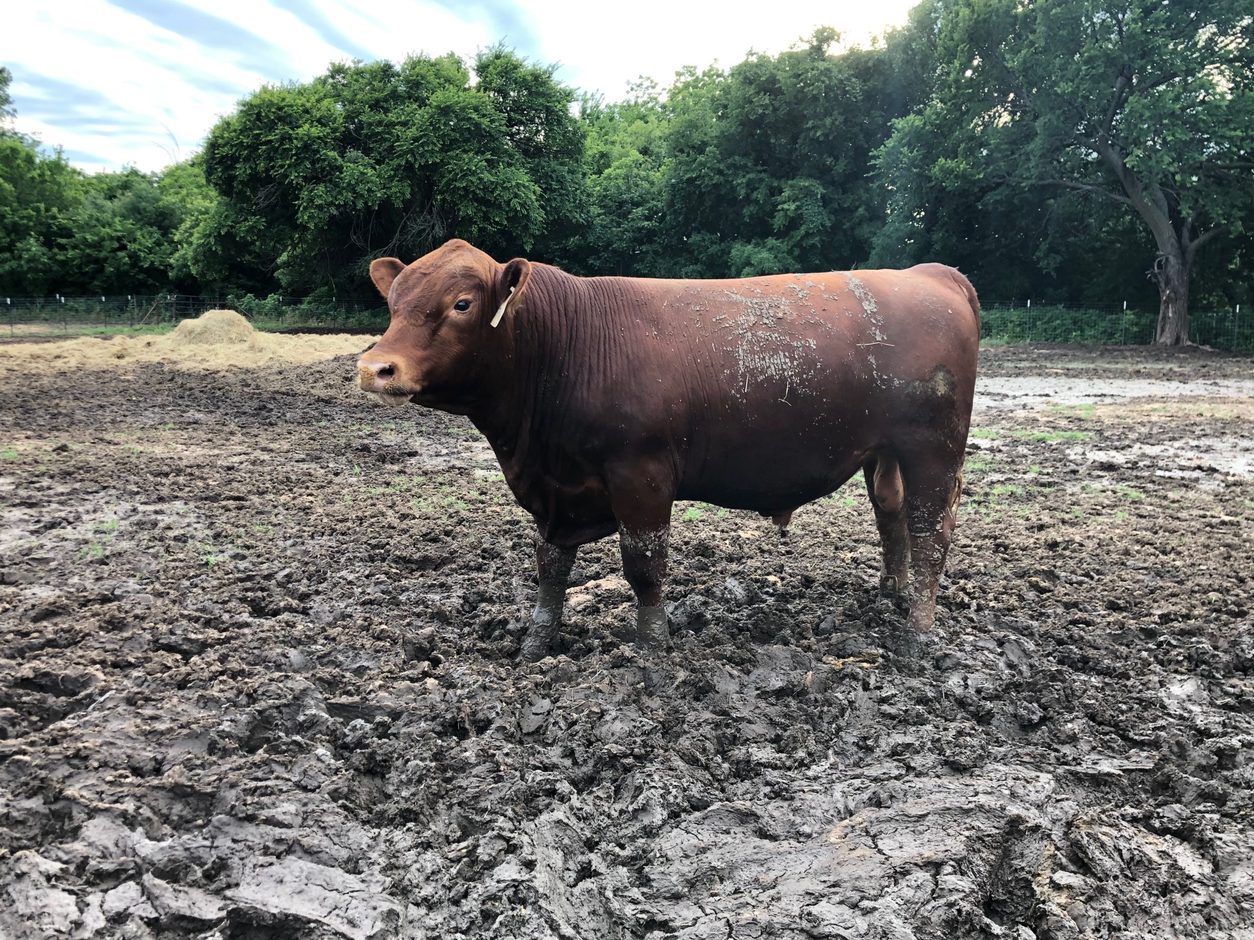 Red Angus Cattle for Sale Henderson Red Angus