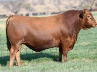 Brown H2R King Arthur L5685 - sold through RA Brown Ranch