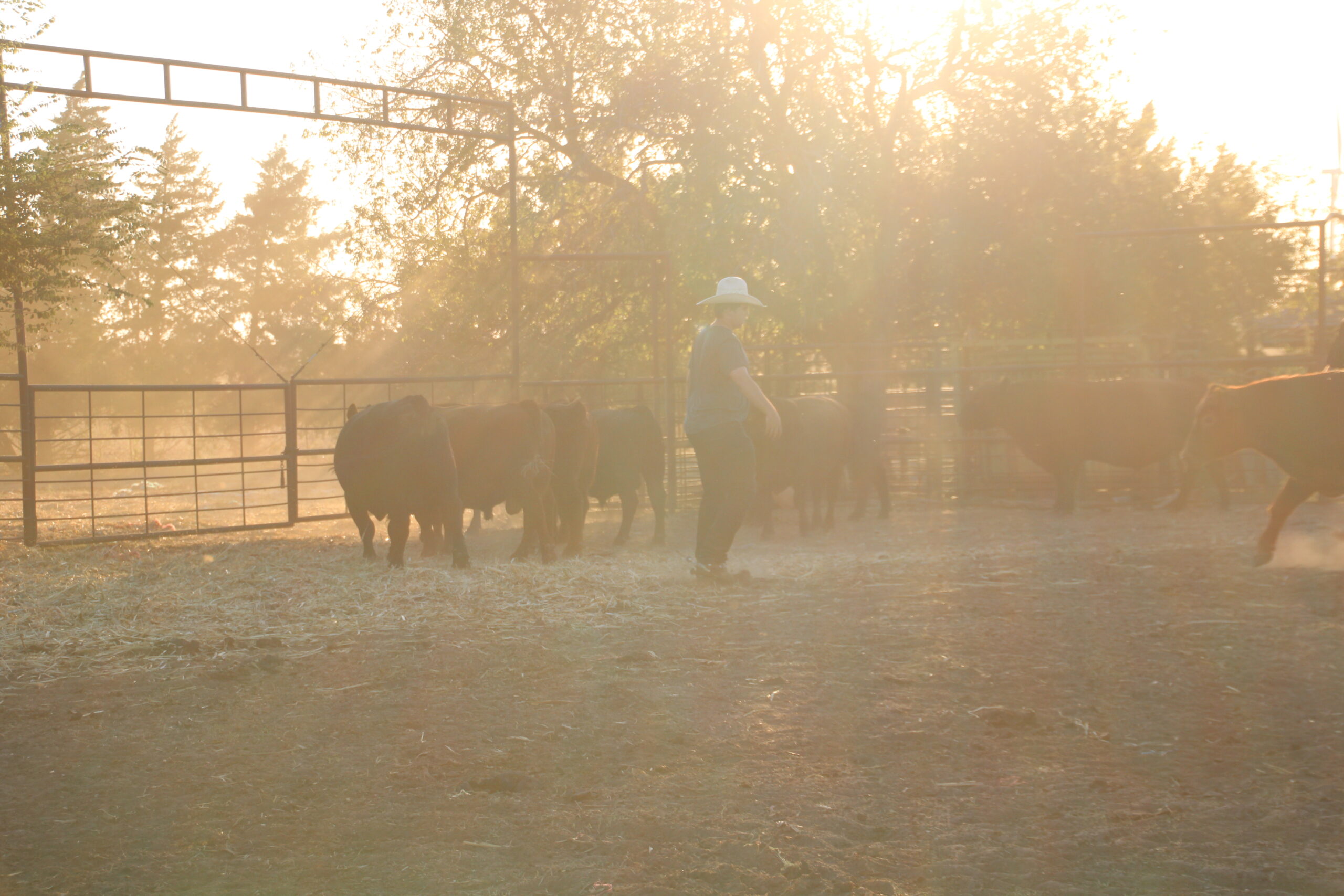 Henderson Red Angus