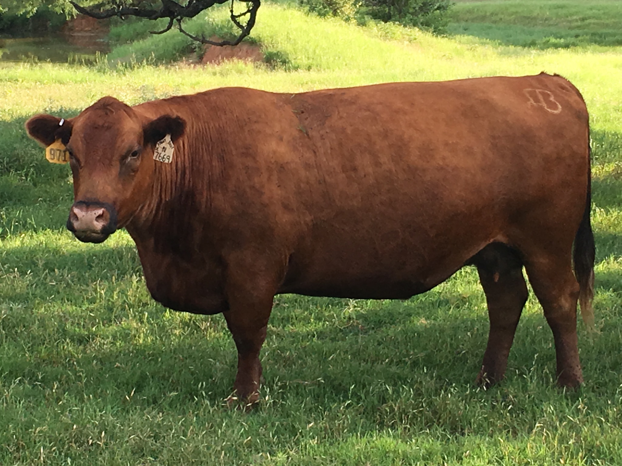 Donor Cows - Henderson Red Angus