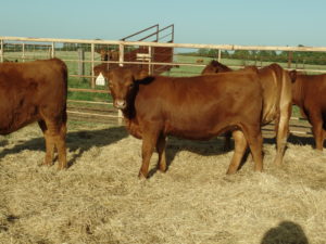 D627 - LSF Takeover 9943w X Brown Ms P707 Y6674