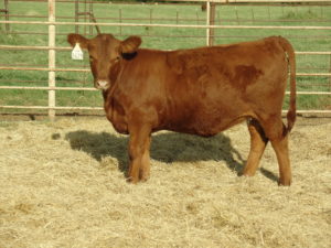 D629 - LSF Takeover 9943w X Brown Ms P707 Y6674